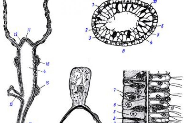 Зеркало на kraken kraken6.at kraken7.at kraken8.at