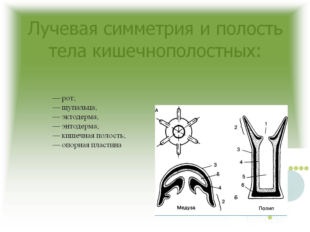 Как зайти на мега маркет