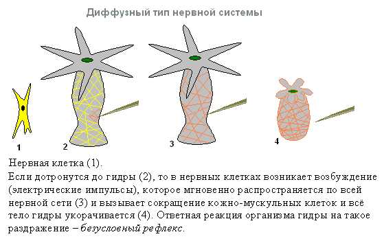 Адрес даркнета